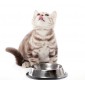 Ветеринарная диета для кошек